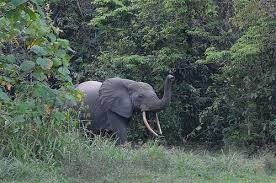 elephant tue homme territoire de Monkoto